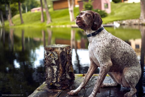 Augintinio šuns fotosesija, Labanoras, Labanoro Giria. Burbonų brakas, braque du bourbonnais, Rumba, Pointeris, Pointer dog Fotografas: Dovydas Gaidamavičius © www.DovydasGaidamavicius.lt