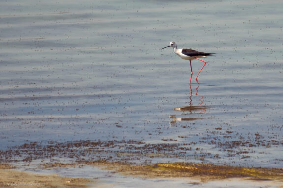 Kipras atostogų kelionės nuotraukos, Cyprus Vacation Photos Fotografas: Dovydas Gaidamavičius © www.DovydasGaidamavicius.lt