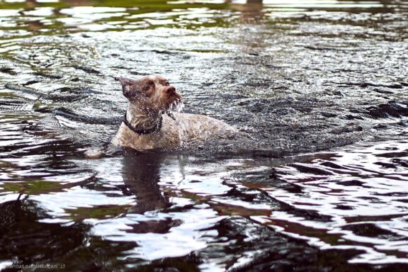 Augintinio šuns fotosesija, Labanoras, Labanoro Giria. Burbonų brakas, braque du bourbonnais, Rumba, Pointeris, Pointer dog Fotografas: Dovydas Gaidamavičius © www.DovydasGaidamavicius.lt