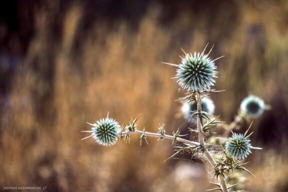 Kipras atostogų kelionės nuotraukos, Cyprus Vacation Photos Fotografas: Dovydas Gaidamavičius © www.DovydasGaidamavicius.lt