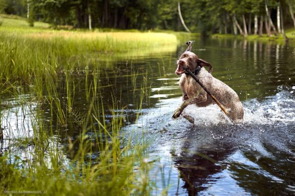 Augintinio šuns fotosesija, Labanoras, Labanoro Giria. Burbonų brakas, braque du bourbonnais, Rumba, Pointeris, Pointer dog Fotografas: Dovydas Gaidamavičius © www.DovydasGaidamavicius.lt