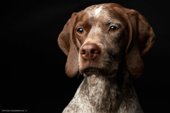 Augintinio šuns fotosesija foto studijoje, Vilnius, Šiaurės Miestelis, Žirmūnai. Burbonų brakas, braque du bourbonnais, Rumba, Pointeris, Pointer dog, Fotografas: Dovydas Gaidamavičius © www.DovydasGaidamavicius.lt