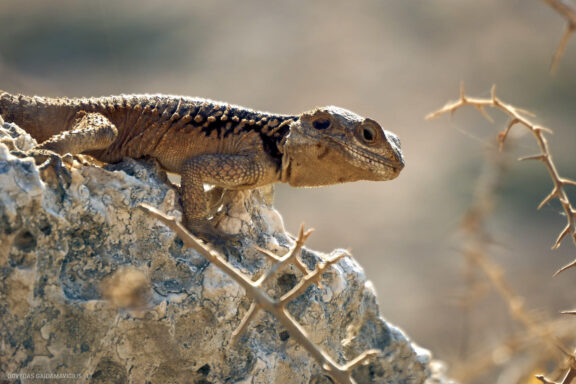 Kipras atostogų kelionės nuotraukos, Cyprus Vacation Photos Fotografas: Dovydas Gaidamavičius © www.DovydasGaidamavicius.lt
