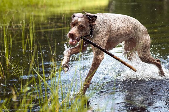 Augintinio šuns fotosesija, Labanoras, Labanoro Giria. Burbonų brakas, braque du bourbonnais, Rumba, Pointeris, Pointer dog Fotografas: Dovydas Gaidamavičius © www.DovydasGaidamavicius.lt