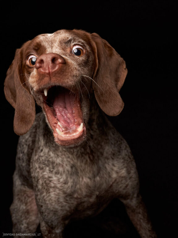Augintinio šuns fotosesija foto studijoje, Vilnius, Šiaurės Miestelis, Žirmūnai. Burbonų brakas, braque du bourbonnais, Rumba, Pointeris, Pointer dog, Fotografas: Dovydas Gaidamavičius © www.DovydasGaidamavicius.lt