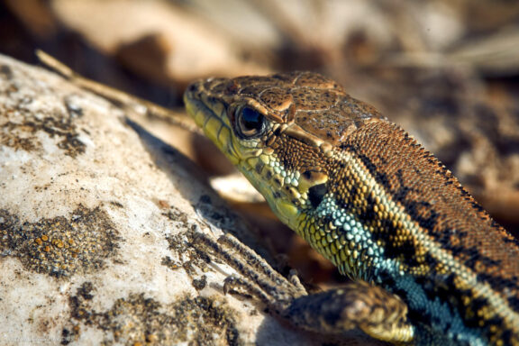 Kipras atostogų kelionės nuotraukos, Cyprus Vacation Photos Fotografas: Dovydas Gaidamavičius © www.DovydasGaidamavicius.lt