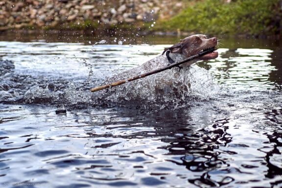 Augintinio šuns fotosesija, Labanoras, Labanoro Giria. Burbonų brakas, braque du bourbonnais, Rumba, Pointeris, Pointer dog Fotografas: Dovydas Gaidamavičius © www.DovydasGaidamavicius.lt
