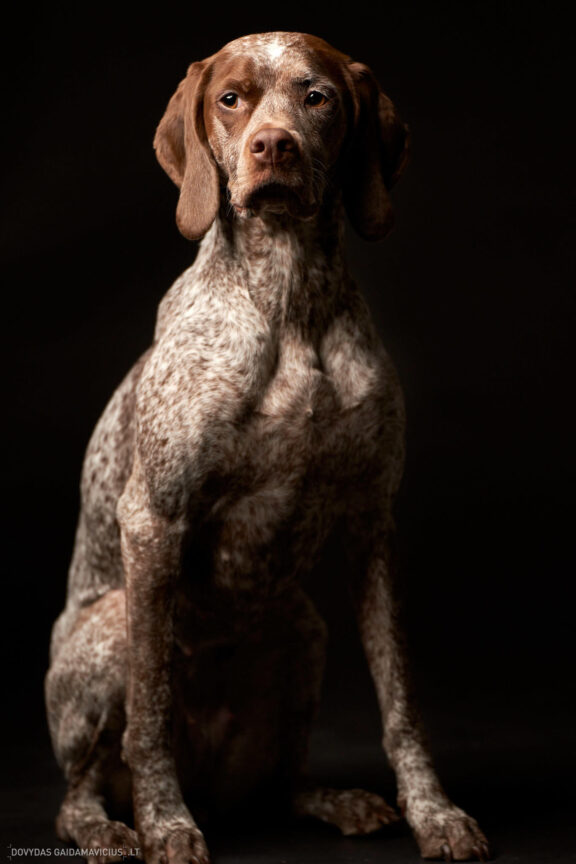 Augintinio šuns fotosesija foto studijoje, Vilnius, Šiaurės Miestelis, Žirmūnai. Burbonų brakas, braque du bourbonnais, Rumba, Pointeris, Pointer dog, Fotografas: Dovydas Gaidamavičius © www.DovydasGaidamavicius.lt