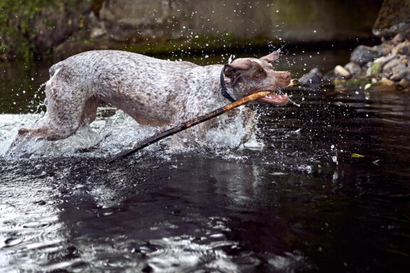 Augintinio šuns fotosesija, Labanoras, Labanoro Giria. Burbonų brakas, braque du bourbonnais, Rumba, Pointeris, Pointer dog Fotografas: Dovydas Gaidamavičius © www.DovydasGaidamavicius.lt