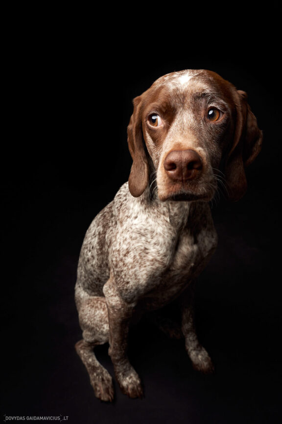 Augintinio šuns fotosesija foto studijoje, Vilnius, Šiaurės Miestelis, Žirmūnai. Burbonų brakas, braque du bourbonnais, Rumba, Pointeris, Pointer dog, Fotografas: Dovydas Gaidamavičius © www.DovydasGaidamavicius.lt