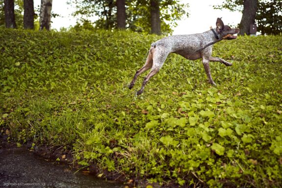 Augintinio šuns fotosesija, Labanoras, Labanoro Giria. Burbonų brakas, braque du bourbonnais, Rumba, Pointeris, Pointer dog Fotografas: Dovydas Gaidamavičius © www.DovydasGaidamavicius.lt