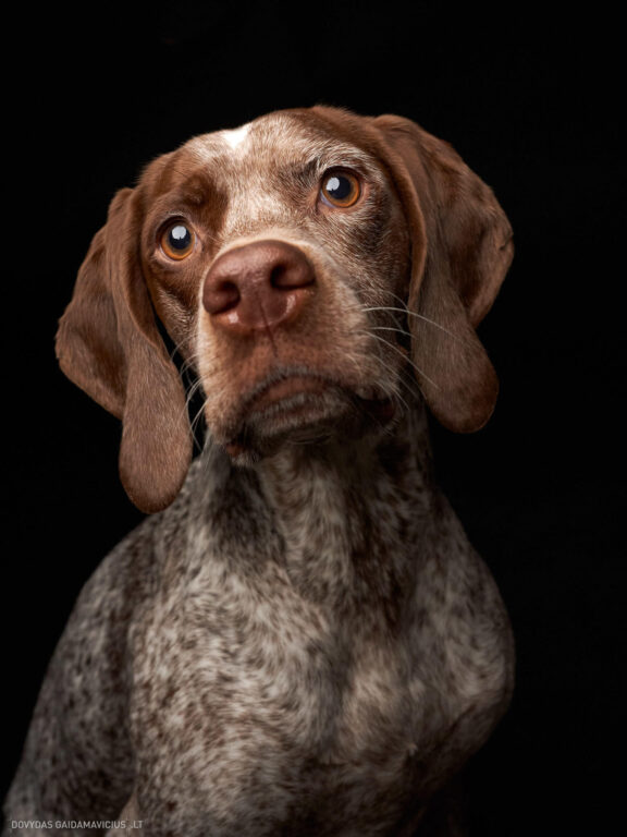 Augintinio šuns fotosesija foto studijoje, Vilnius, Šiaurės Miestelis, Žirmūnai. Burbonų brakas, braque du bourbonnais, Rumba, Pointeris, Pointer dog, Fotografas: Dovydas Gaidamavičius © www.DovydasGaidamavicius.lt