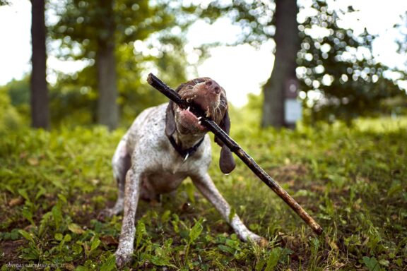 Augintinio šuns fotosesija, Labanoras, Labanoro Giria. Burbonų brakas, braque du bourbonnais, Rumba, Pointeris, Pointer dog Fotografas: Dovydas Gaidamavičius © www.DovydasGaidamavicius.lt