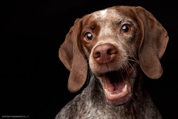 Augintinio šuns fotosesija foto studijoje, Vilnius, Šiaurės Miestelis, Žirmūnai. Burbonų brakas, braque du bourbonnais, Rumba, Pointeris, Pointer dog, Fotografas: Dovydas Gaidamavičius © www.DovydasGaidamavicius.lt