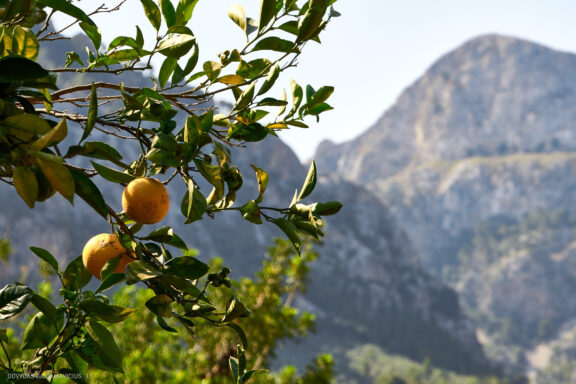 Maljorka Kelionės nuotraukos, Ispanija, Spain, Majorca Mallorca vacation photos Fotografas: Dovydas Gaidamavičius © www.DovydasGaidamavicius.lt