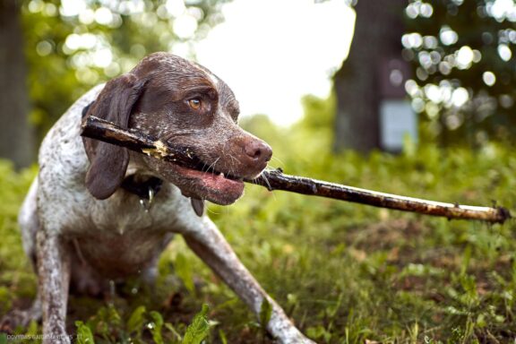 Augintinio šuns fotosesija, Labanoras, Labanoro Giria. Burbonų brakas, braque du bourbonnais, Rumba, Pointeris, Pointer dog Fotografas: Dovydas Gaidamavičius © www.DovydasGaidamavicius.lt