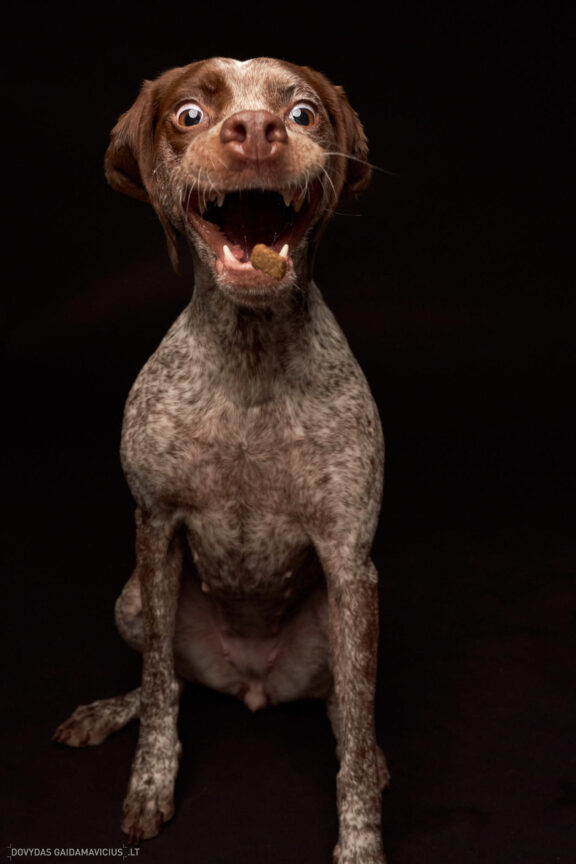 Augintinio šuns fotosesija foto studijoje, Vilnius, Šiaurės Miestelis, Žirmūnai. Burbonų brakas, braque du bourbonnais, Rumba, Pointeris, Pointer dog, Fotografas: Dovydas Gaidamavičius © www.DovydasGaidamavicius.lt