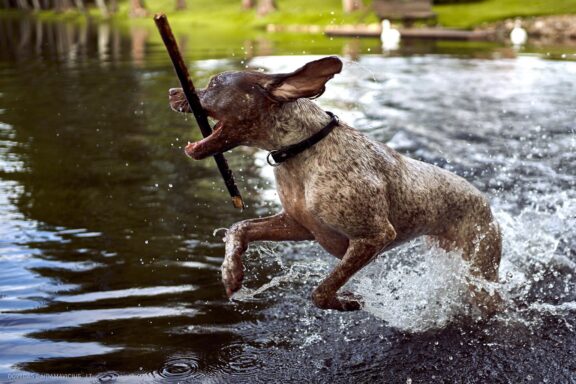 Augintinio šuns fotosesija, Labanoras, Labanoro Giria. Burbonų brakas, braque du bourbonnais, Rumba, Pointeris, Pointer dog Fotografas: Dovydas Gaidamavičius © www.DovydasGaidamavicius.lt