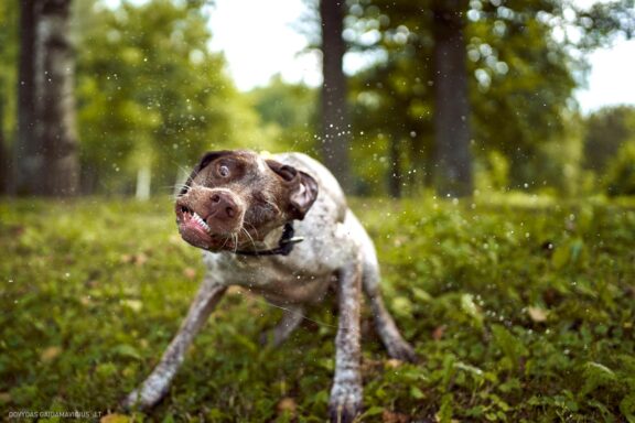 Augintinio šuns fotosesija, Labanoras, Labanoro Giria. Burbonų brakas, braque du bourbonnais, Rumba, Pointeris, Pointer dog Fotografas: Dovydas Gaidamavičius © www.DovydasGaidamavicius.lt