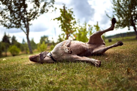 Augintinio šuns fotosesija, Labanoras, Labanoro Giria. Burbonų brakas, braque du bourbonnais, Rumba, Pointeris, Pointer dog Fotografas: Dovydas Gaidamavičius © www.DovydasGaidamavicius.lt