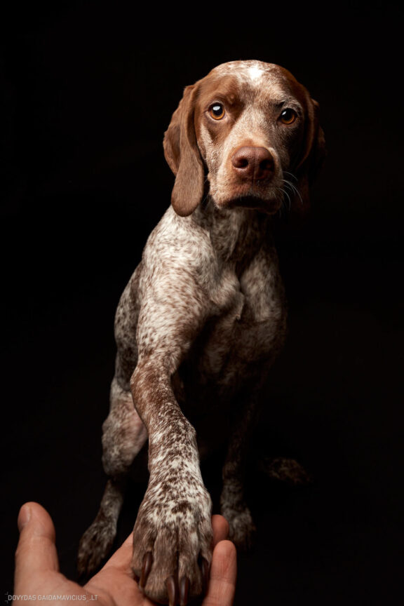 Augintinio šuns fotosesija foto studijoje, Vilnius, Šiaurės Miestelis, Žirmūnai. Burbonų brakas, braque du bourbonnais, Rumba, Pointeris, Pointer dog, Fotografas: Dovydas Gaidamavičius © www.DovydasGaidamavicius.lt