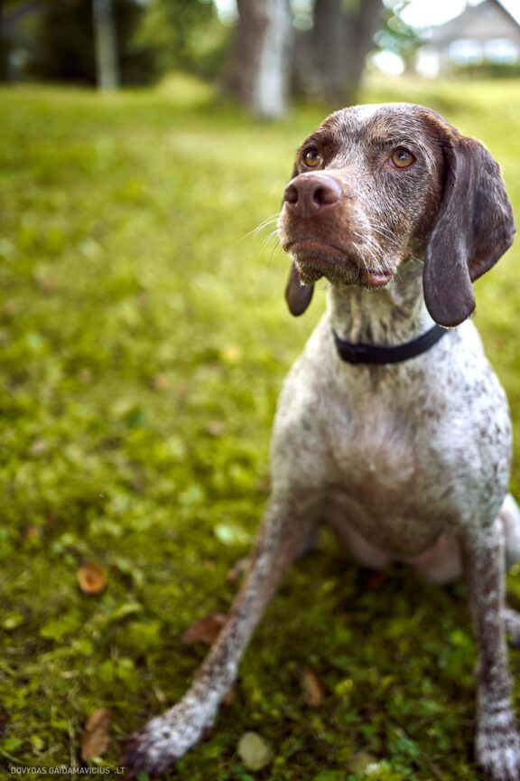 Augintinio šuns fotosesija, Labanoras, Labanoro Giria. Burbonų brakas, braque du bourbonnais, Rumba, Pointeris, Pointer dog Fotografas: Dovydas Gaidamavičius © www.DovydasGaidamavicius.lt