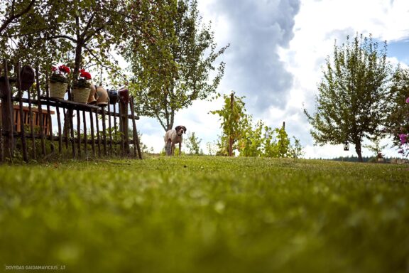 Augintinio šuns fotosesija, Labanoras, Labanoro Giria. Burbonų brakas, braque du bourbonnais, Rumba, Pointeris, Pointer dog Fotografas: Dovydas Gaidamavičius © www.DovydasGaidamavicius.lt