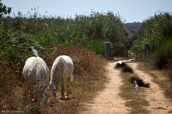 Maljorka Kelionės nuotraukos, Ispanija, Spain, Majorca Mallorca vacation photos Fotografas: Dovydas Gaidamavičius © www.DovydasGaidamavicius.lt