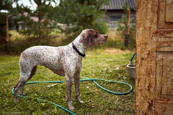 Augintinio šuns fotosesija, Labanoras, Labanoro Giria. Burbonų brakas, braque du bourbonnais, Rumba, Pointeris, Pointer dog Fotografas: Dovydas Gaidamavičius © www.DovydasGaidamavicius.lt