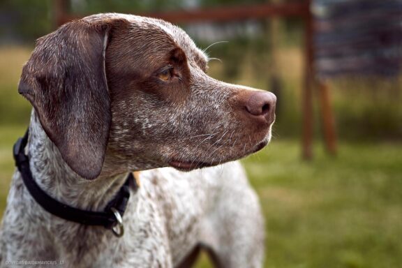 Augintinio šuns fotosesija, Labanoras, Labanoro Giria. Burbonų brakas, braque du bourbonnais, Rumba, Pointeris, Pointer dog Fotografas: Dovydas Gaidamavičius © www.DovydasGaidamavicius.lt