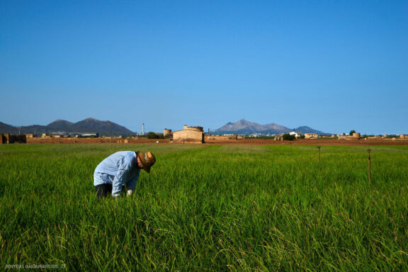 Maljorka Kelionės nuotraukos, Ispanija, Spain, Majorca Mallorca vacation photos Fotografas: Dovydas Gaidamavičius © www.DovydasGaidamavicius.lt