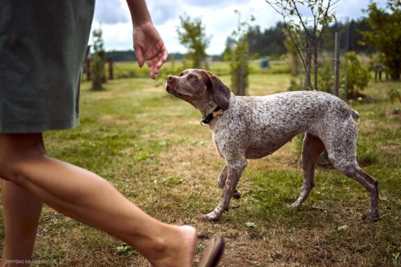 Augintinio šuns fotosesija, Labanoras, Labanoro Giria. Burbonų brakas, braque du bourbonnais, Rumba, Pointeris, Pointer dog Fotografas: Dovydas Gaidamavičius © www.DovydasGaidamavicius.lt