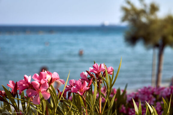 Kipras atostogų kelionės nuotraukos, Cyprus Vacation Photos Fotografas: Dovydas Gaidamavičius © www.DovydasGaidamavicius.lt