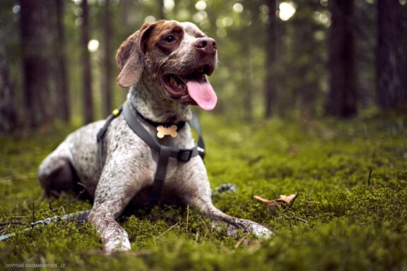 Augintinio šuns fotosesija, Labanoras, Labanoro Giria. Burbonų brakas, braque du bourbonnais, Rumba, Pointeris, Pointer dog Fotografas: Dovydas Gaidamavičius © www.DovydasGaidamavicius.lt
