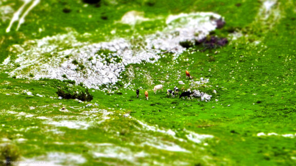 Slovėnija kelionės atostogų nuotraukos, Bled Slovenia Eurotrip Vacation Photos Fotografas: Dovydas Gaidamavičius © www.DovydasGaidamavicius.lt