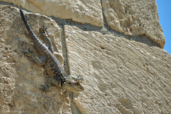 Kipras atostogų kelionės nuotraukos, Cyprus Vacation Photos Fotografas: Dovydas Gaidamavičius © www.DovydasGaidamavicius.lt