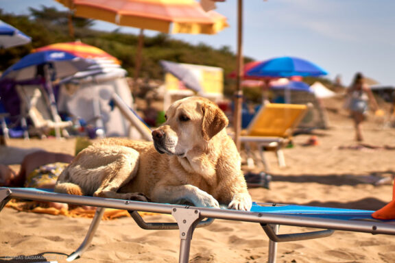 Euro Trip Kelionės nuotraukos Italija, Italy, Sea, Dog beach, Jūra, Šunų paplūdimys Fotografas: Dovydas Gaidamavičius © www.DovydasGaidamavicius.lt