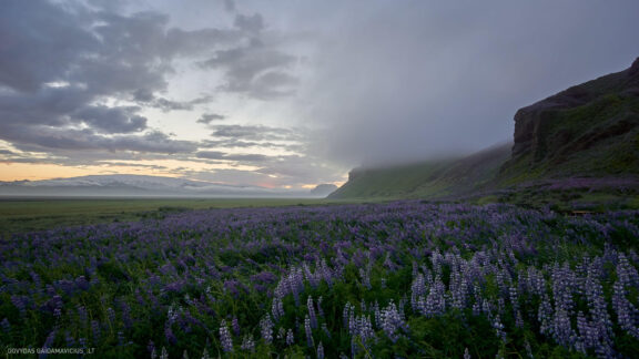Islandija kelionės nuotraukos, Iceland vacation photos Fotografas: Dovydas Gaidamavičius © www.DovydasGaidamavicius.lt