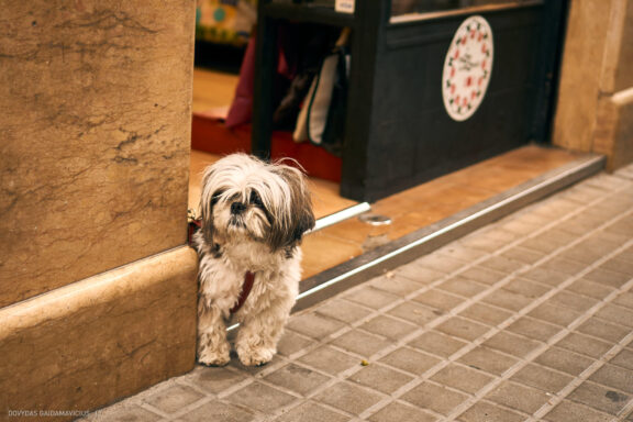Ispanija Šokių akademija stovykla kėlionės nuotraukos LLoret De Mar, Costa Brava, Spain vacation photos, Barselona Barcelona Fotografas: Dovydas Gaidamavičius © www.DovydasGaidamavicius.lt