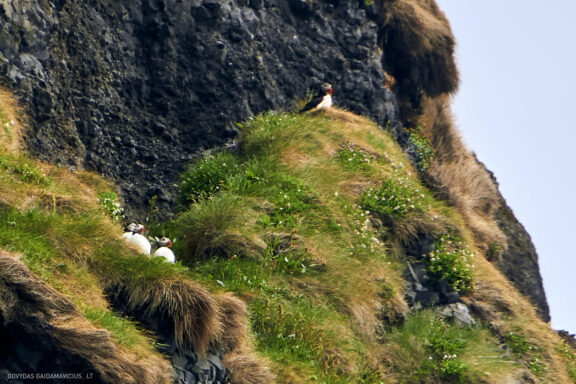 Islandija kelionės nuotraukos, Iceland vacation photos Fotografas: Dovydas Gaidamavičius © www.DovydasGaidamavicius.lt