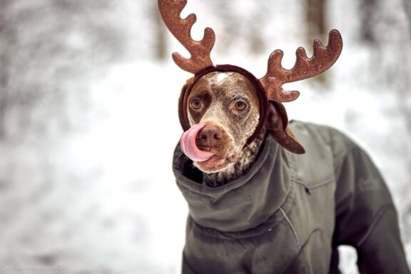 Augintinio šuns fotosesija, Vilnius. Burbonų brakas, braque du bourbonnais, Rumba, Pointeris, Pointer dog Fotografas: Dovydas Gaidamavičius © www.DovydasGaidamavicius.lt