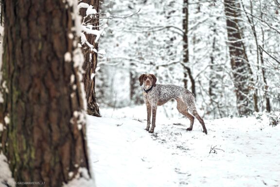 Augintinio šuns fotosesija, Vilnius. Burbonų brakas, braque du bourbonnais, Rumba, Pointeris, Pointer dog Fotografas: Dovydas Gaidamavičius © www.DovydasGaidamavicius.lt