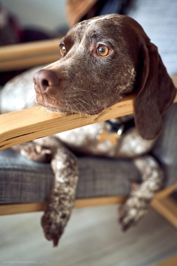 Augintinio šuns fotosesija, Vilnius. Burbonų brakas, braque du bourbonnais, Rumba, Pointeris, Pointer dog Fotografas: Dovydas Gaidamavičius © www.DovydasGaidamavicius.lt