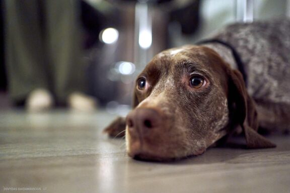 Augintinio šuns fotosesija, Vilnius. Burbonų brakas, braque du bourbonnais, Rumba, Pointeris, Pointer dog Fotografas: Dovydas Gaidamavičius © www.DovydasGaidamavicius.lt