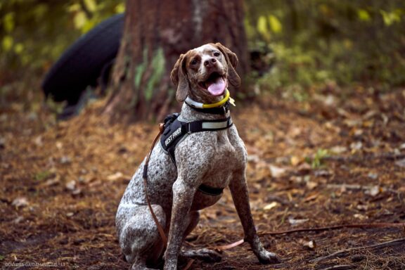 Augintinio šuns fotosesija, Vilnius. Burbonų brakas, braque du bourbonnais, Rumba, Pointeris, Pointer dog Fotografas: Dovydas Gaidamavičius © www.DovydasGaidamavicius.lt