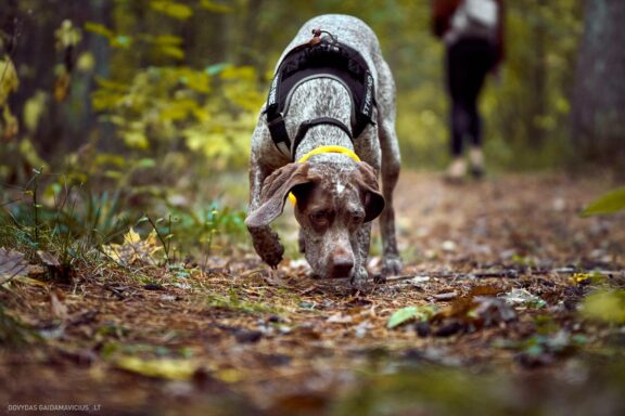 Augintinio šuns fotosesija, Vilnius. Burbonų brakas, braque du bourbonnais, Rumba, Pointeris, Pointer dog Fotografas: Dovydas Gaidamavičius © www.DovydasGaidamavicius.lt