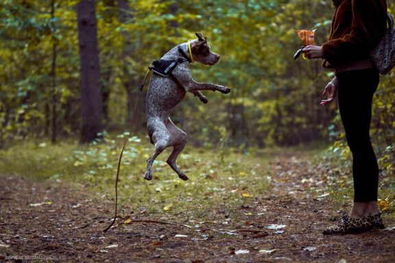 Augintinio šuns fotosesija, Vilnius. Burbonų brakas, braque du bourbonnais, Rumba, Pointeris, Pointer dog Fotografas: Dovydas Gaidamavičius © www.DovydasGaidamavicius.lt