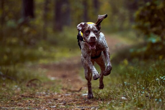 Augintinio šuns fotosesija, Vilnius. Burbonų brakas, braque du bourbonnais, Rumba, Pointeris, Pointer dog Fotografas: Dovydas Gaidamavičius © www.DovydasGaidamavicius.lt