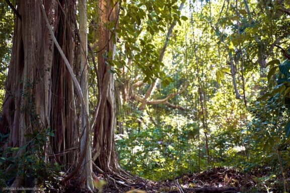 Karibai Caribbean, Dominican Republic, Dominikos Respublika Karibų nuotykis, Pažintinė kelionė, Itaka, nacionalinis parkas, Cayo Levantado, Santo Domingas, Tres Ojos, Salto de Jimenoa, Santo Cerro, Santiago de Los Kabaljerosas, Puerto Plata, Lagūna Gri Gri, Samanos pusiasalis, Playa Grande, Los Haitises, Higvėjus, Altos de Chavon Fotografas: Dovydas Gaidamavičius © www.DovydasGaidamavicius.lt www.itaka.lt