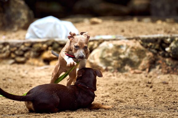 Karibai Caribbean, Dominican Republic, Dominikos Respublika Karibų nuotykis, Pažintinė kelionė, Itaka, nacionalinis parkas, Cayo Levantado, Santo Domingas, Tres Ojos, Salto de Jimenoa, Santo Cerro, Santiago de Los Kabaljerosas, Puerto Plata, Lagūna Gri Gri, Samanos pusiasalis, Playa Grande, Los Haitises, Higvėjus, Altos de Chavon Fotografas: Dovydas Gaidamavičius © www.DovydasGaidamavicius.lt www.itaka.lt